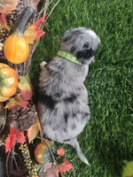 Chase, a male Toy Australian Shepherd for sale in South Whitley, IN – 3 of 4