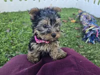 Bella, a female Yorkshire Terrier for sale in South Whitley, IN – 6 of 6