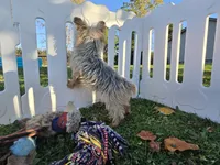 Rascal, a male Yorkshire Terrier for sale in South Whitley, IN – 5 of 5