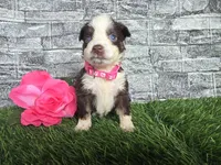 Beauty-Red tri , a female Toy Australian Shepherd for sale in South Whitley, IN – 3 of 4