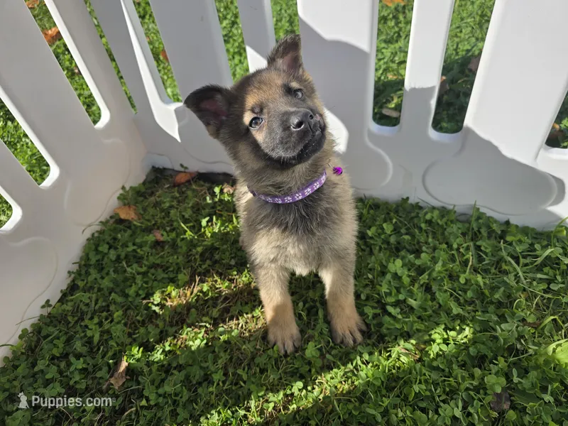 Misty – German Shepherd Dog puppy for sale in South Whitley, IN