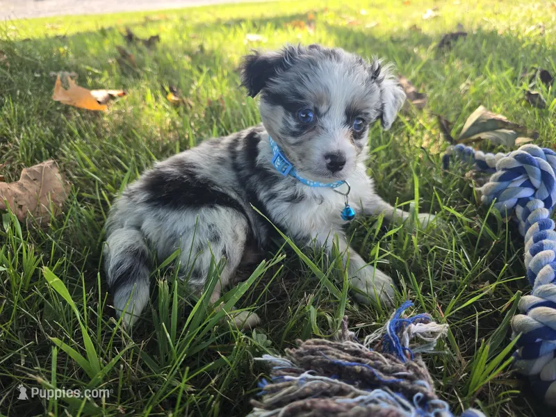 Cash – Toy Australian Shepherd puppy for sale in South Whitley, IN