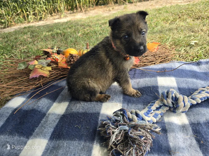 Max – German Shepherd Dog puppy for sale in South Whitley, IN