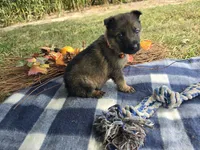 Max, a male German Shepherd Dog for sale in South Whitley, IN – 1 of 5