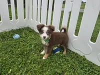 Buddy, a male Toy Australian Shepherd for sale in South Whitley, IN – 2 of 7
