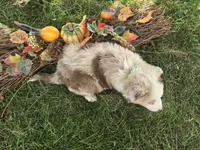 Delani, a male Toy Australian Shepherd for sale in South Whitley, IN – 4 of 4