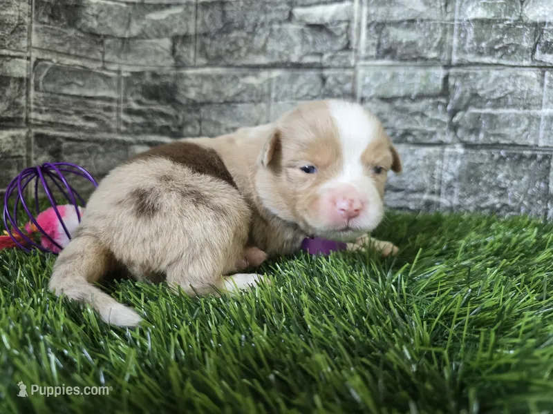 Bailey  – Australian Shepherd puppy for sale in South Whitley, IN