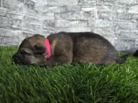 Gretta, a female German Shepherd Dog for sale in South Whitley, IN – 4 of 7