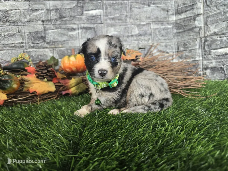 Chase – Toy Australian Shepherd puppy for sale in South Whitley, IN