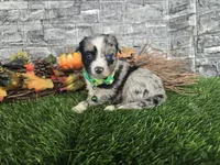 Chase, a male Toy Australian Shepherd for sale in South Whitley, IN – 1 of 4