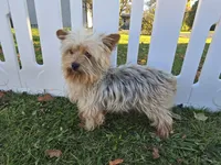 Rascal, a male Yorkshire Terrier for sale in South Whitley, IN – 2 of 5