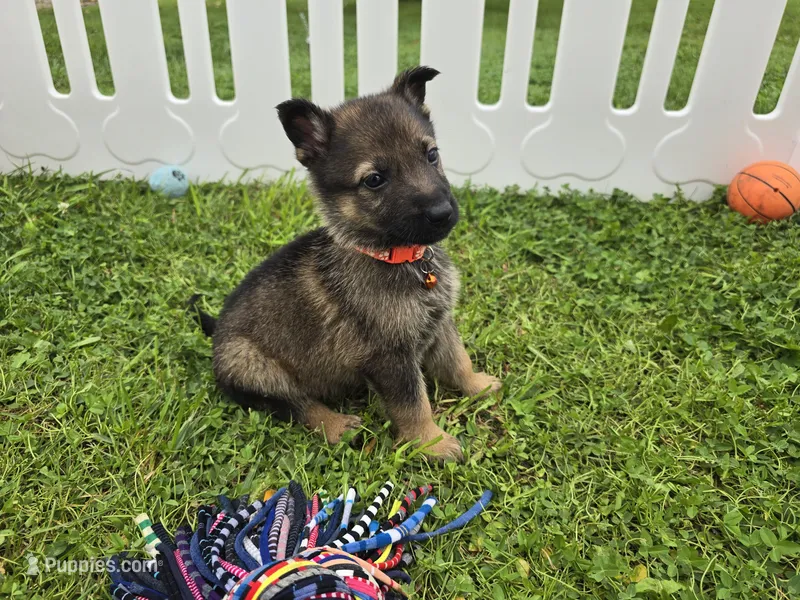 Max – German Shepherd Dog puppy for sale in South Whitley, IN
