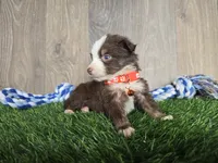 Buddy, a male Toy Australian Shepherd for sale in South Whitley, IN – 3 of 3