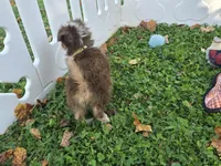 Daisy , a female Toy Australian Shepherd for sale in South Whitley, IN – 3 of 6