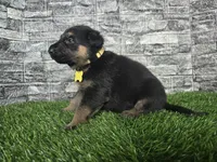 Gabby, a female German Shepherd Dog for sale in South Whitley, IN – 2 of 2
