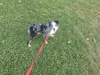 Buddy, a male Toy Australian Shepherd for sale in South Whitley, IN – 7 of 7