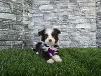 Sunshine, a female Toy Australian Shepherd for sale in South Whitley, IN – 2 of 8