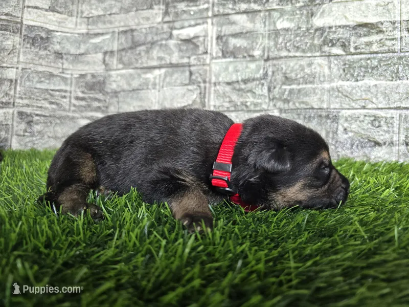 Gatlin – German Shepherd Dog puppy for sale in South Whitley, IN