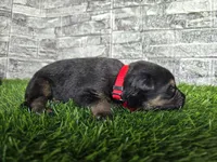 Gatlin, a male German Shepherd Dog for sale in South Whitley, IN – 1 of 2
