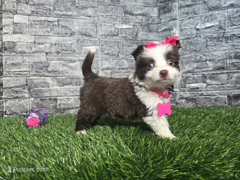 Sugar – Toy Australian Shepherd puppy for sale in South Whitley, IN