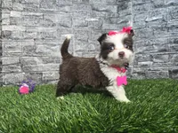 Sugar, a female Toy Australian Shepherd for sale in South Whitley, IN – 3 of 6