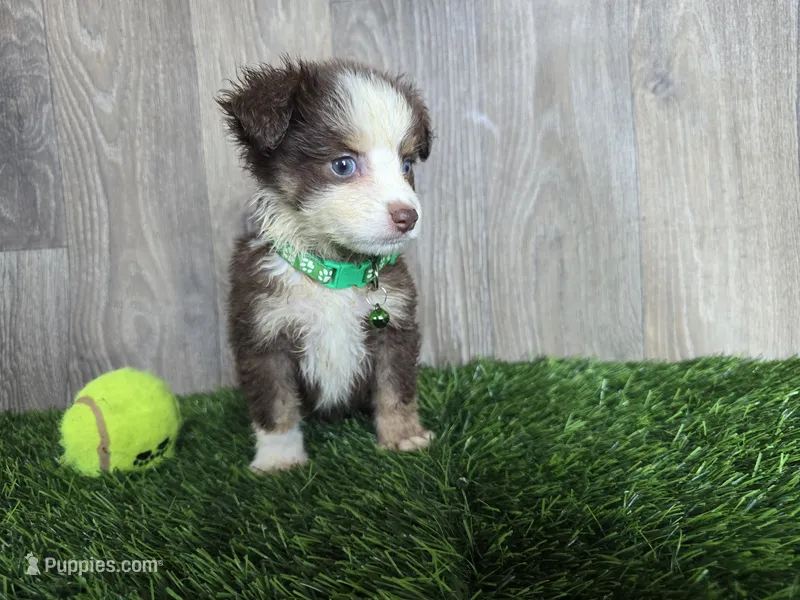 Buddy – Toy Australian Shepherd puppy for sale in South Whitley, IN