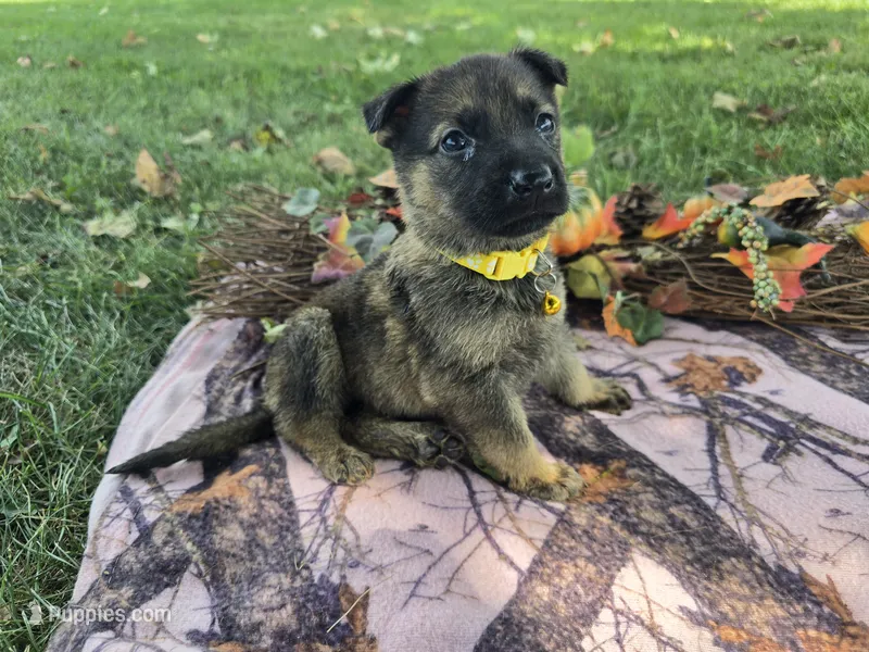 Miley – German Shepherd Dog puppy for sale in South Whitley, IN