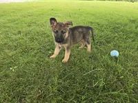 Sunshine, a female German Shepherd Dog for sale in South Whitley, IN – 3 of 4