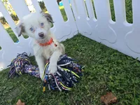 Dakota, a male Toy Australian Shepherd for sale in South Whitley, IN – 4 of 10