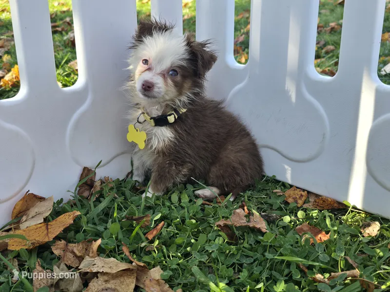 Daisy  – Toy Australian Shepherd puppy for sale in South Whitley, IN