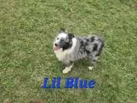 Lil Blue, a male Toy Australian Shepherd for sale in South Whitley, IN – 6 of 6