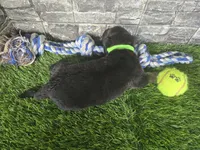 Milo , a male German Shepherd Dog for sale in South Whitley, IN – 4 of 6