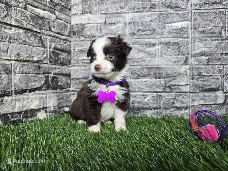 Sunshine – Toy Australian Shepherd puppy for sale in South Whitley, IN