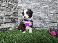 Sunshine, a female Toy Australian Shepherd for sale in South Whitley, IN – 3 of 8