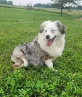 Daisy , a female Toy Australian Shepherd for sale in South Whitley, IN – 4 of 6