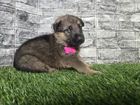 Gretta, a female German Shepherd Dog for sale in South Whitley, IN – 2 of 7