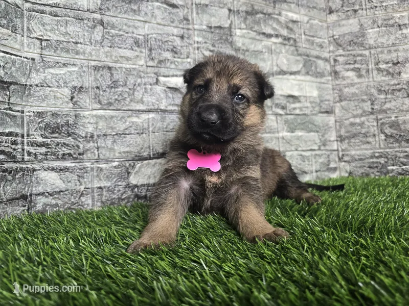Gretta – German Shepherd Dog puppy for sale in South Whitley, IN