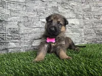 Gretta, a female German Shepherd Dog for sale in South Whitley, IN – 1 of 7