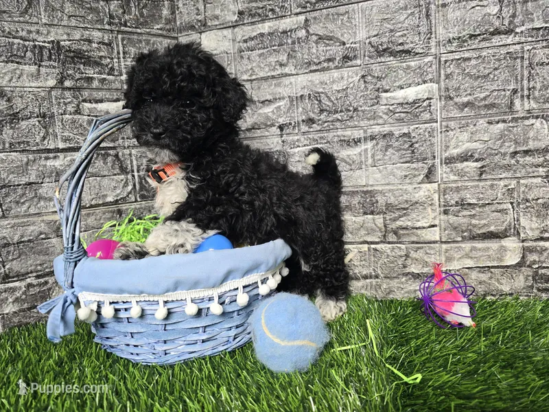 Benson  – Poodle - Toy , Miniature Aussiedoodle puppy for sale in South Whitley, IN