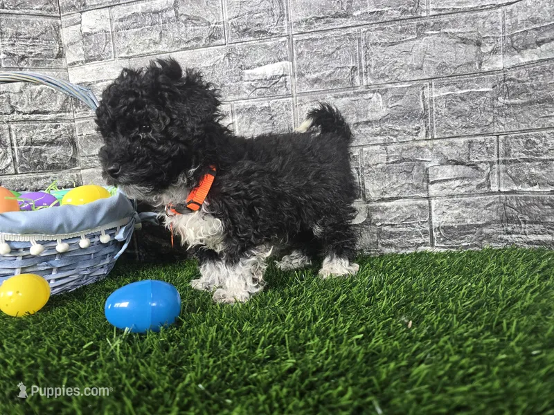 Benson  – Poodle - Toy , Miniature Aussiedoodle puppy for sale in South Whitley, IN