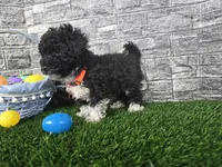 Benson , a male Poodle - Toy  and Miniature Aussiedoodle for sale in South Whitley, IN – Photo 1 of 6