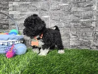Benson , a male Poodle - Toy  and Miniature Aussiedoodle for sale in South Whitley, IN – Photo 4 of 6