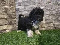 Benson , a male Poodle - Toy  and Miniature Aussiedoodle for sale in South Whitley, IN – Photo 2 of 3
