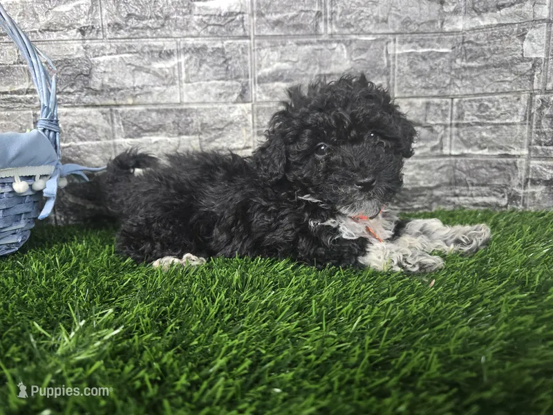 Benson  – Poodle - Toy , Miniature Aussiedoodle puppy for sale in South Whitley, IN