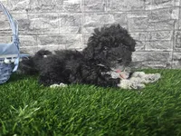 Benson , a male Poodle - Toy  and Miniature Aussiedoodle for sale in South Whitley, IN – Photo 3 of 6