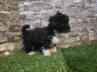 Benson , a male Poodle - Toy  and Miniature Aussiedoodle for sale in South Whitley, IN – Photo 3 of 3