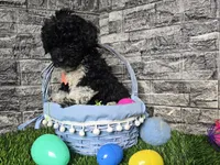 Benson , a male Poodle - Toy  and Miniature Aussiedoodle for sale in South Whitley, IN – Photo 5 of 6