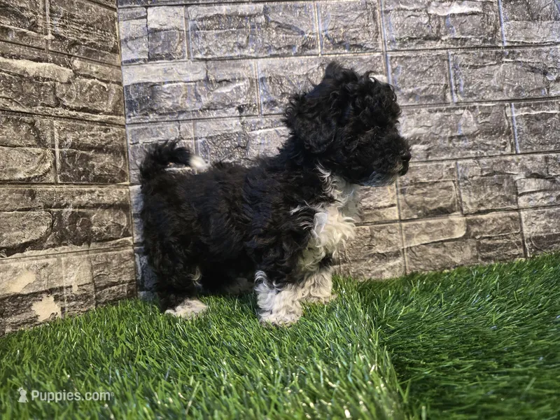 Benson  – Poodle - Toy , Miniature Aussiedoodle puppy for sale in South Whitley, IN