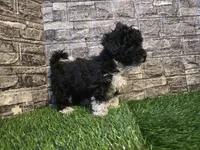 Benson , a male Poodle - Toy  and Miniature Aussiedoodle for sale in South Whitley, IN – Photo 1 of 3