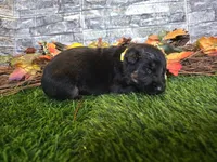 Hope, a female German Shepherd Dog for sale in South Whitley, IN – 3 of 5